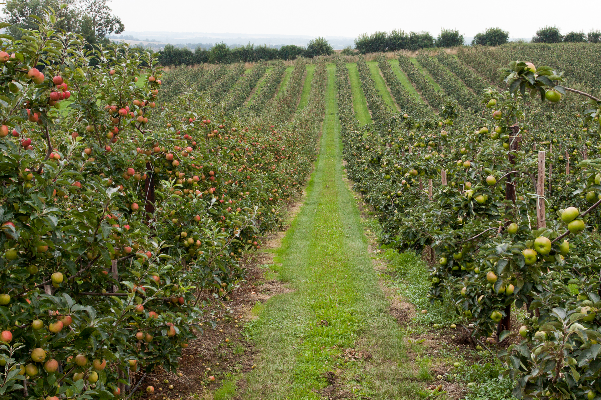 A typical scene along the Pilgrims Way, the famous apple orchards of Kent.